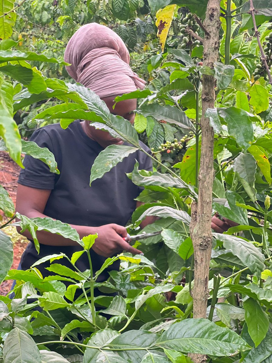 Margaret Nattabi Naava tweet media