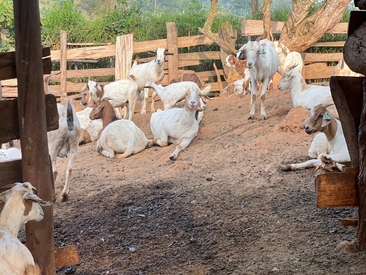 Margaret Nattabi Naava tweet media