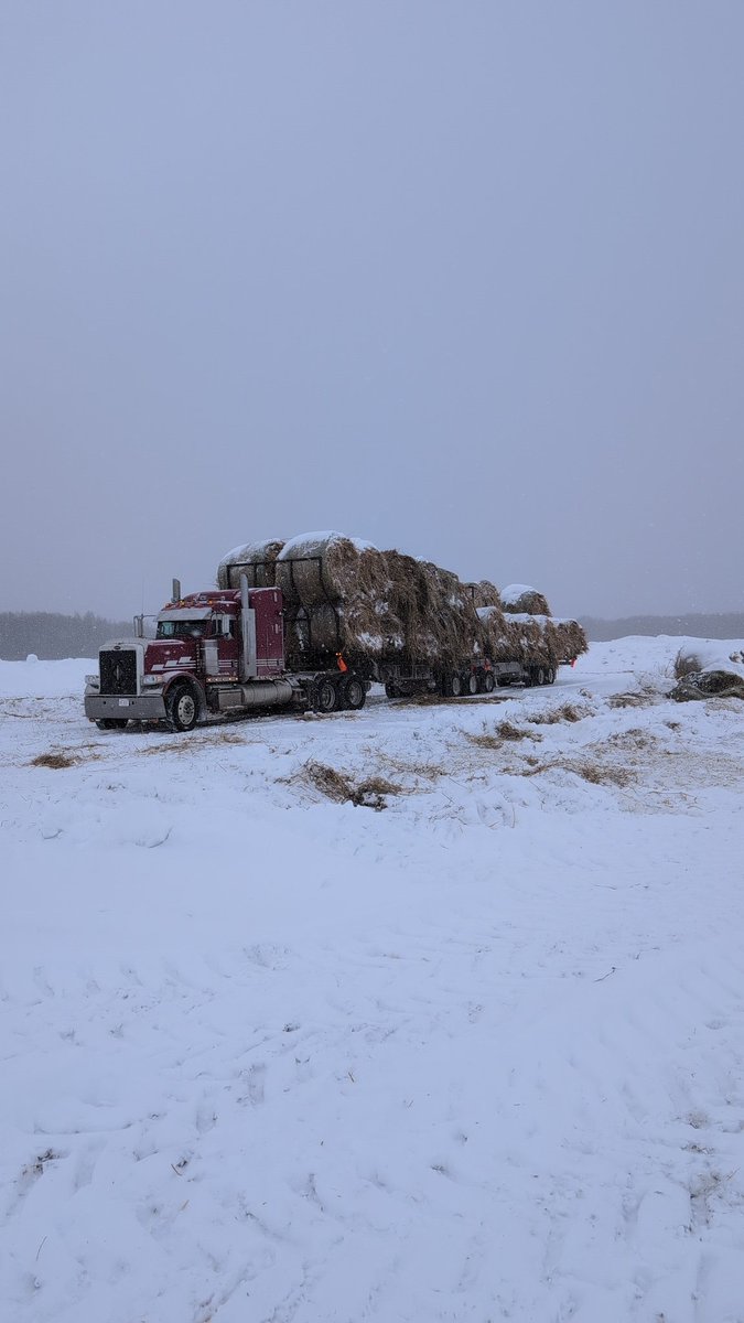 Hay King of Buttertown tweet media