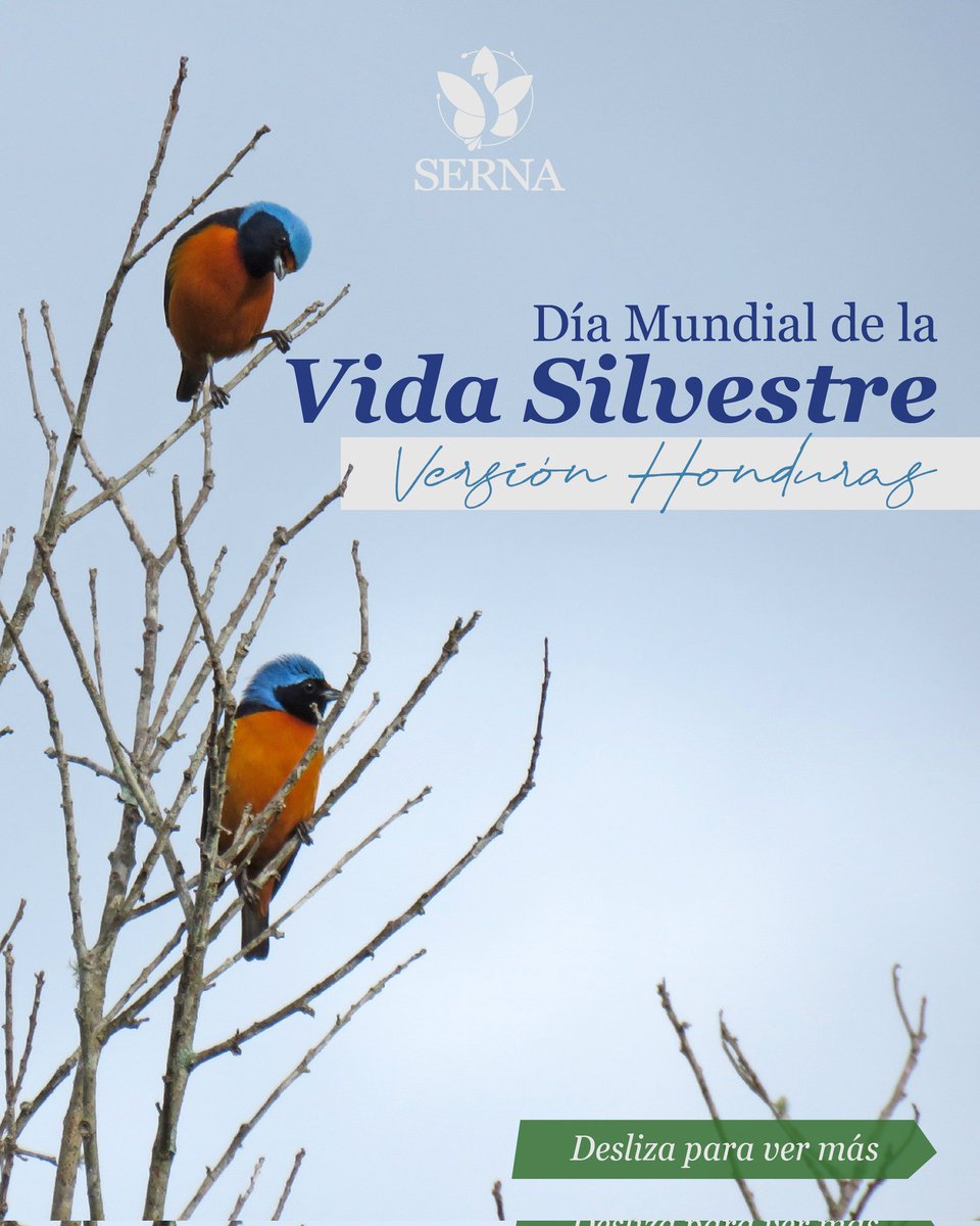 Secretaría de Recursos Naturales y Ambiente tweet media