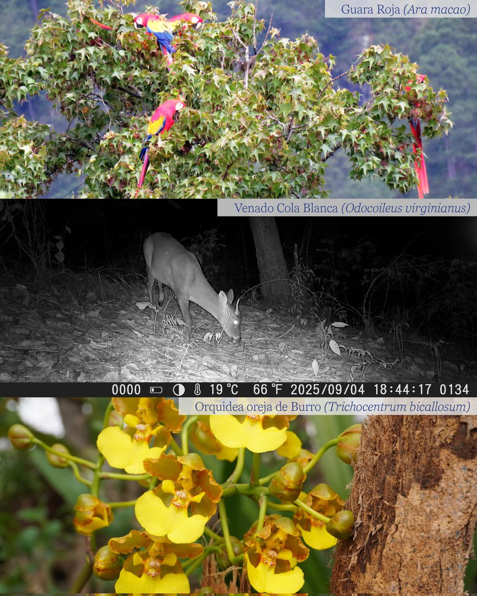 Secretaría de Recursos Naturales y Ambiente tweet media