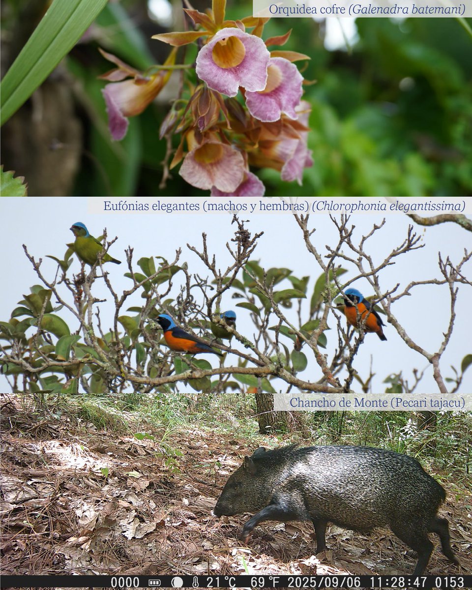 Secretaría de Recursos Naturales y Ambiente tweet media