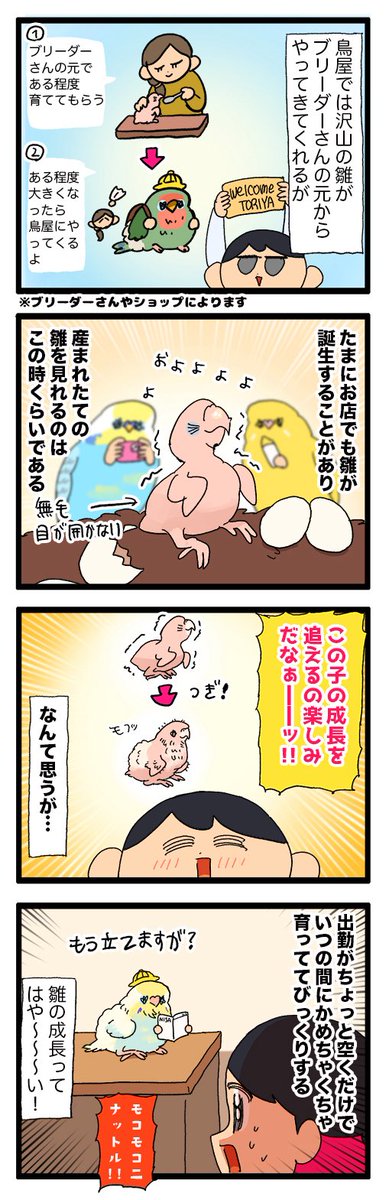 小鳥の雛の成長ってすごく早い🐣
いつの間にかわたわたのもこもこになってる👀

2264  #えるポピの絵日記かくところ 