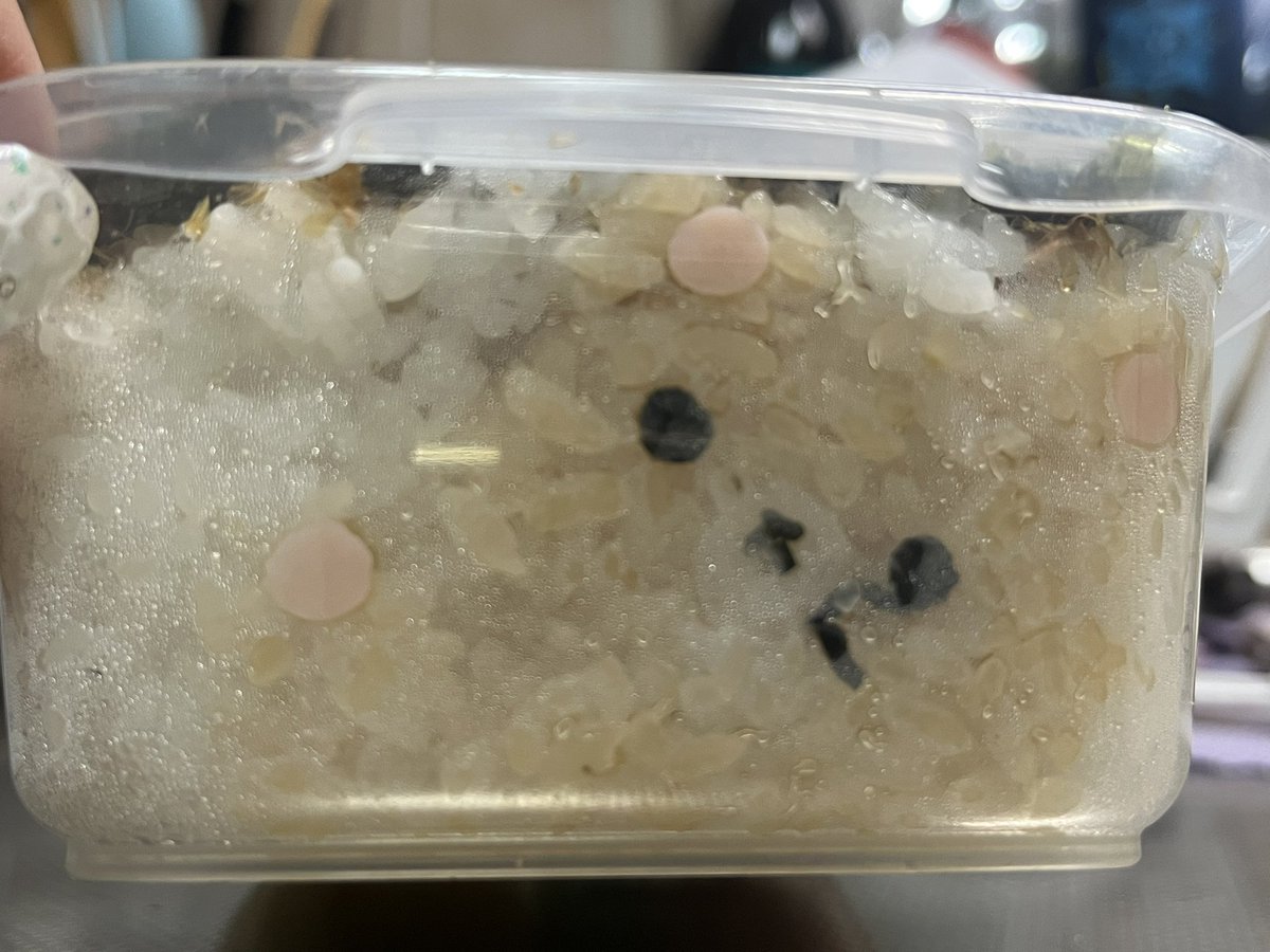 40Kurumi's tweet photo. 1月22日の娘のお弁当

職場体験の中学生と一緒に食べるから、普通のお弁当にして欲しいとの要望あり。
仕方ないから、手前側面に入れたよ🐻✨

 #キャラ弁  #コリラックマ https://t.co/utinsCka83