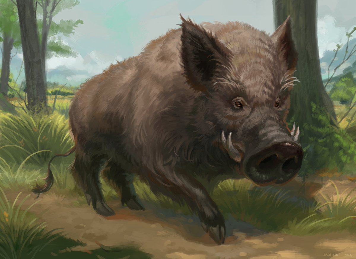 Boar Commission #dndart #dungeonsanddragons #ttrpg #digitalart #FantasyArt #dnd5e #commissionart #Commission #characterdesign #dnd #RPG #illustrationart #illustration
