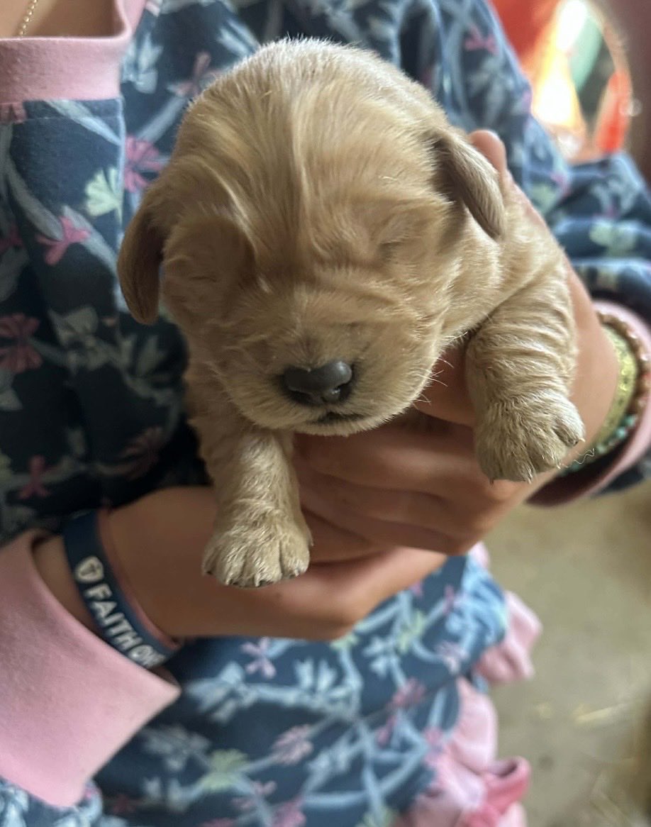 _HollyAnderson's tweet photo. Did I buy my 15 month a puppy? Yes. 
Is his favorite word "dog dog" also yes. Charlie and Penny are about to be best friends 🥹🩷 https://t.co/wCONIeYkGI