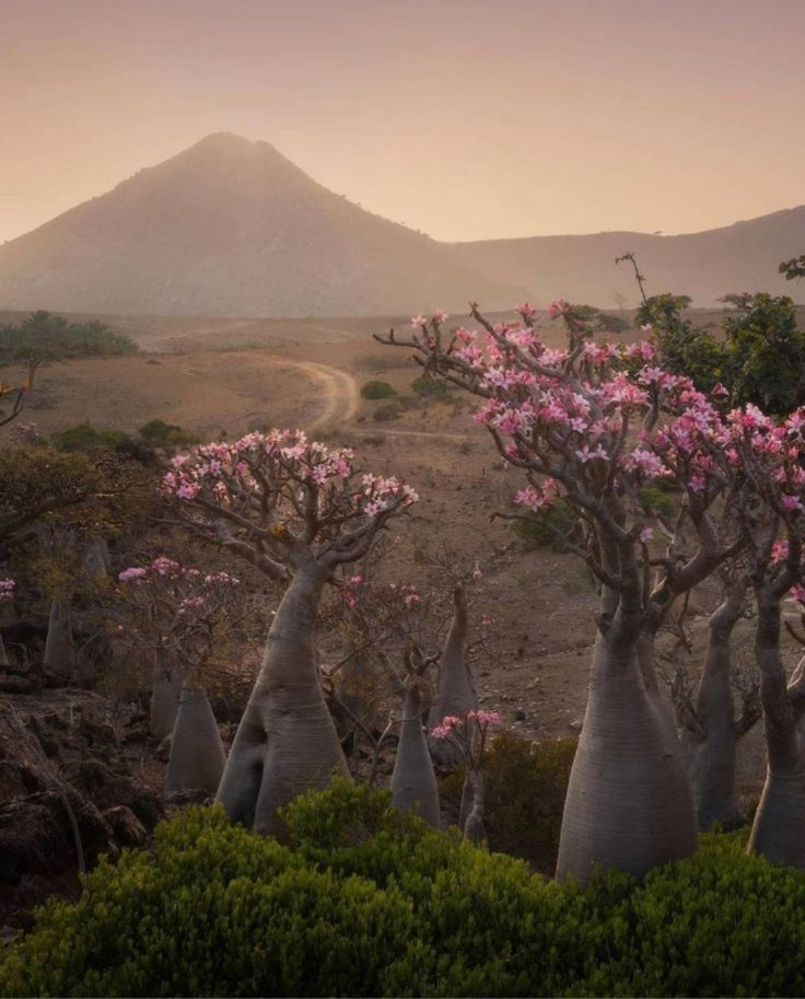 ie_jil's tweet photo. Socotra island , Yemen 🇾🇪 https://t.co/uMmhaBVQzY