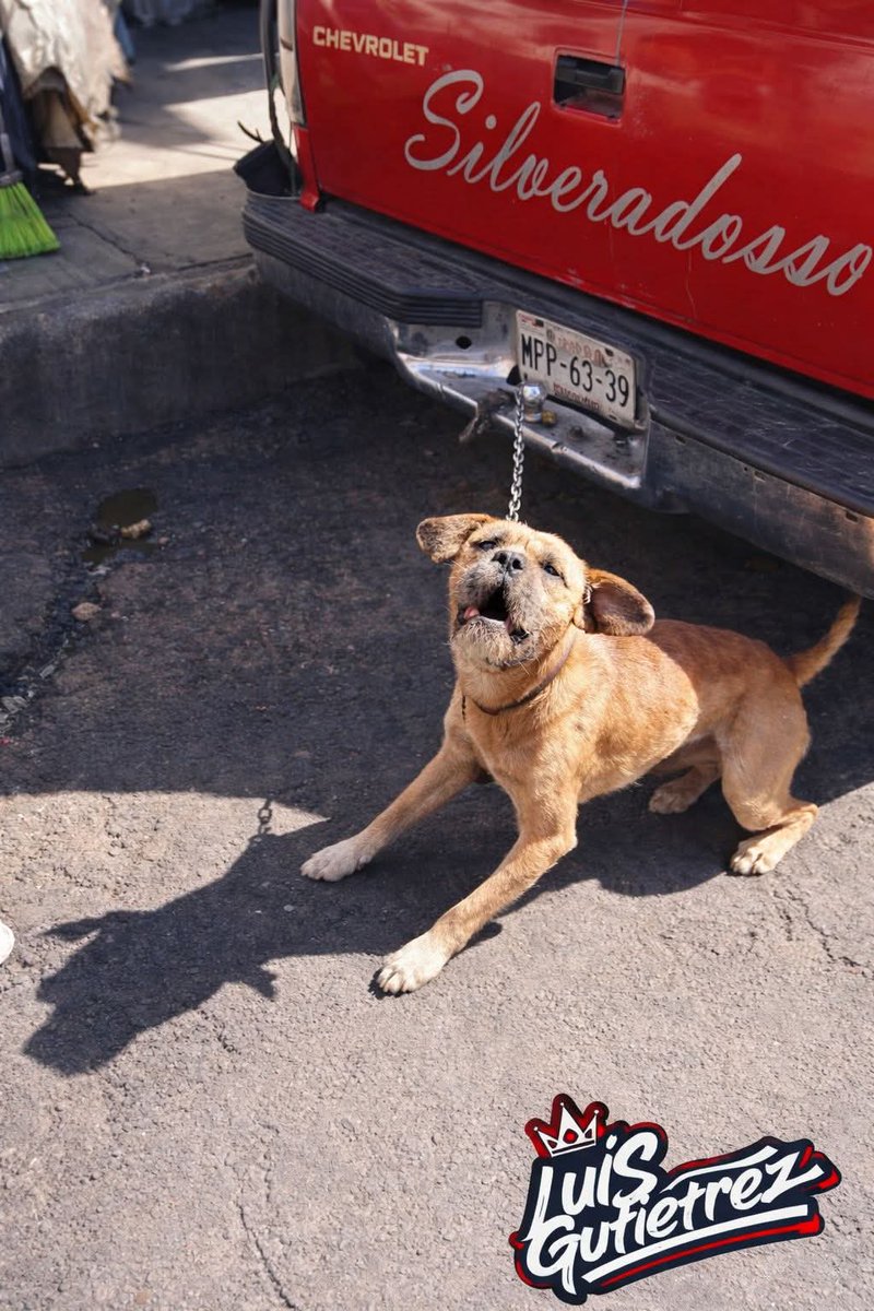 Urge ayuda para este perrito, lo tienen amarrado las 24 horas con una cadena que no le permite ni sentarse, sin comida ni agua. Está en Manuel Dublán, entre av. Jalisco y Rufina, Tacubaya
Ayudaaaaa!!! Vi el caso en Facebook, dejo el enlace facebook.com/share/p/18RP96…