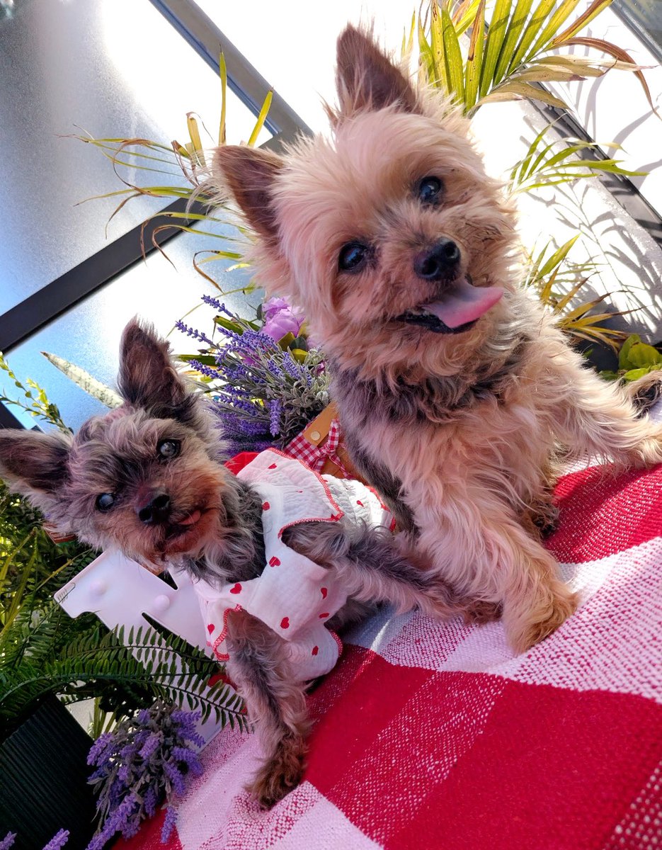 Sandra the Hollow 𐕣 tweet media