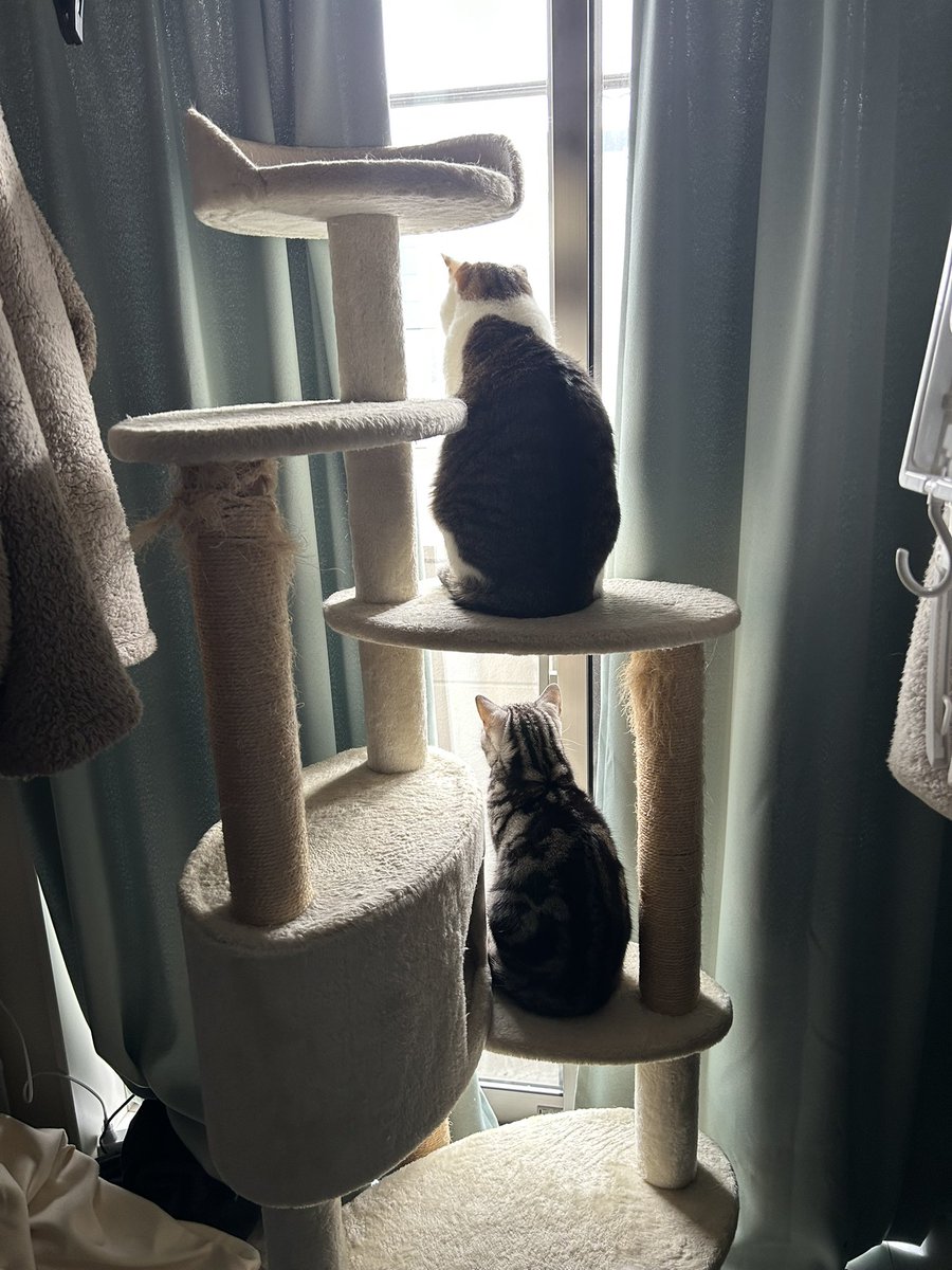 はちわれい tweet media