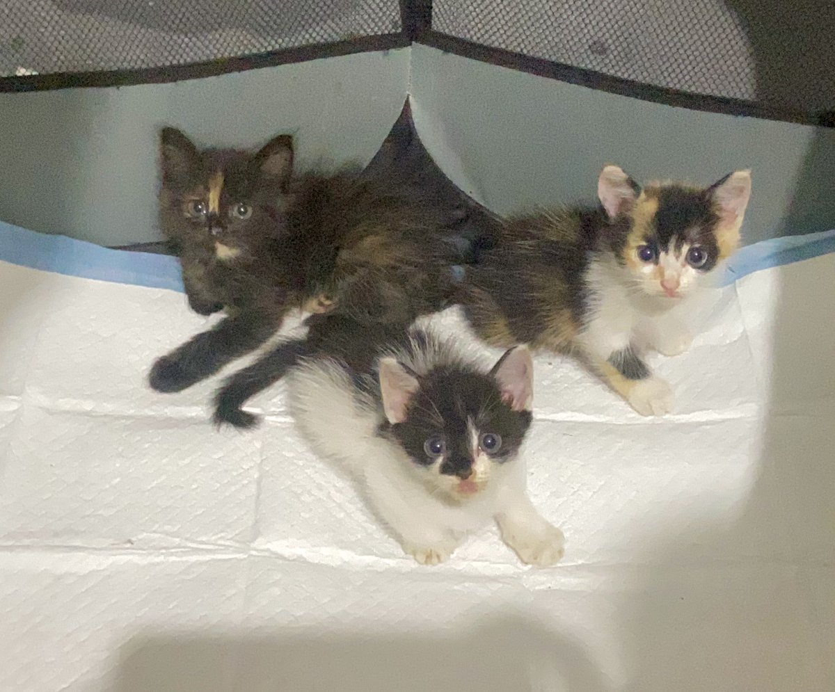 h9.Secret tweet media