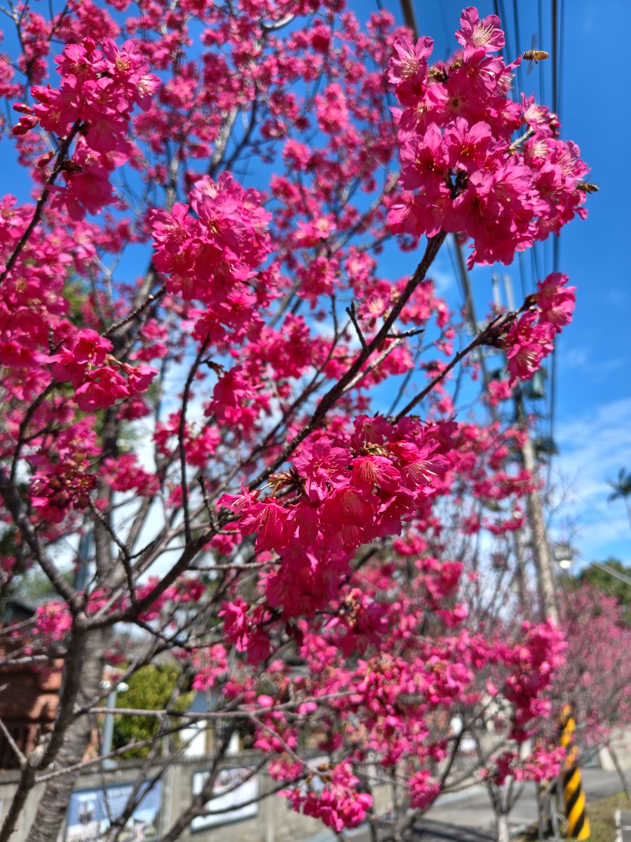 Elton5356's tweet photo. 齋明寺是大溪最古老的禪寺, 初建於道光三十年(1850年), 原為先天道的齋堂, 自1999年由法鼓山僧伽管理! 單進四護龍的閩南式建築, 紅牆黛瓦, 古樸典雅, 由於建築格局深具歷史、文化、藝術保存價值，內政部特核定為國家三級古蹟，2013年更入選「臺灣宗教百景」。
https://t.co/YSTpiXUWfb https://t.co/n8FXKk79Ta