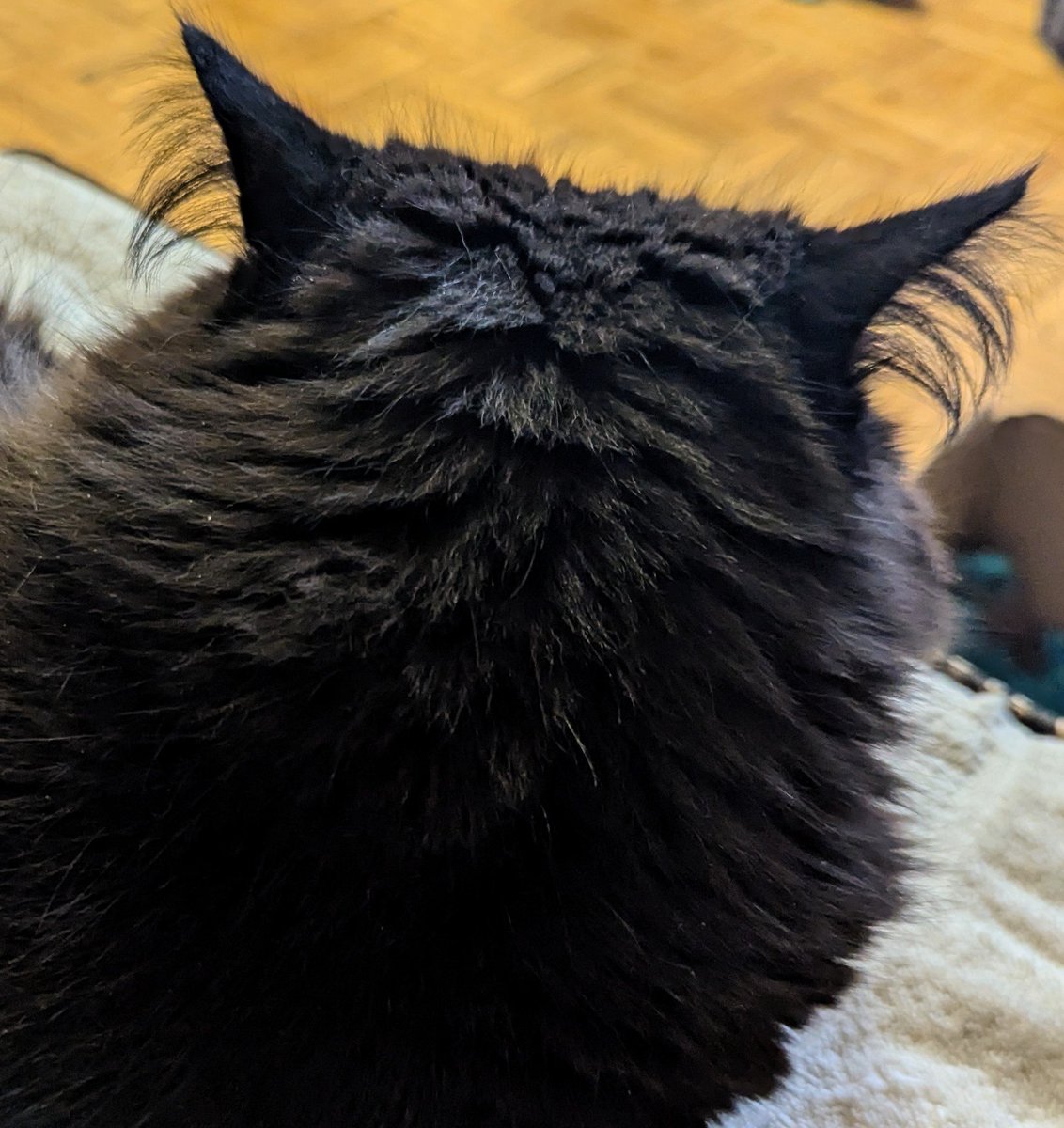 JacksonTheCat2's tweet photo. Good evening from Ottawa 🇨🇦 ! It's nearly the end of #TuftyTuesday so of course Mom needs a picture of my ears. 🙄 Too bad, Mom - I'm already practicing for #WontLookWednesday.😸#Cats #CatsOfTwitter #blackcats #tuesdayvibes https://t.co/x9uzokR73K
