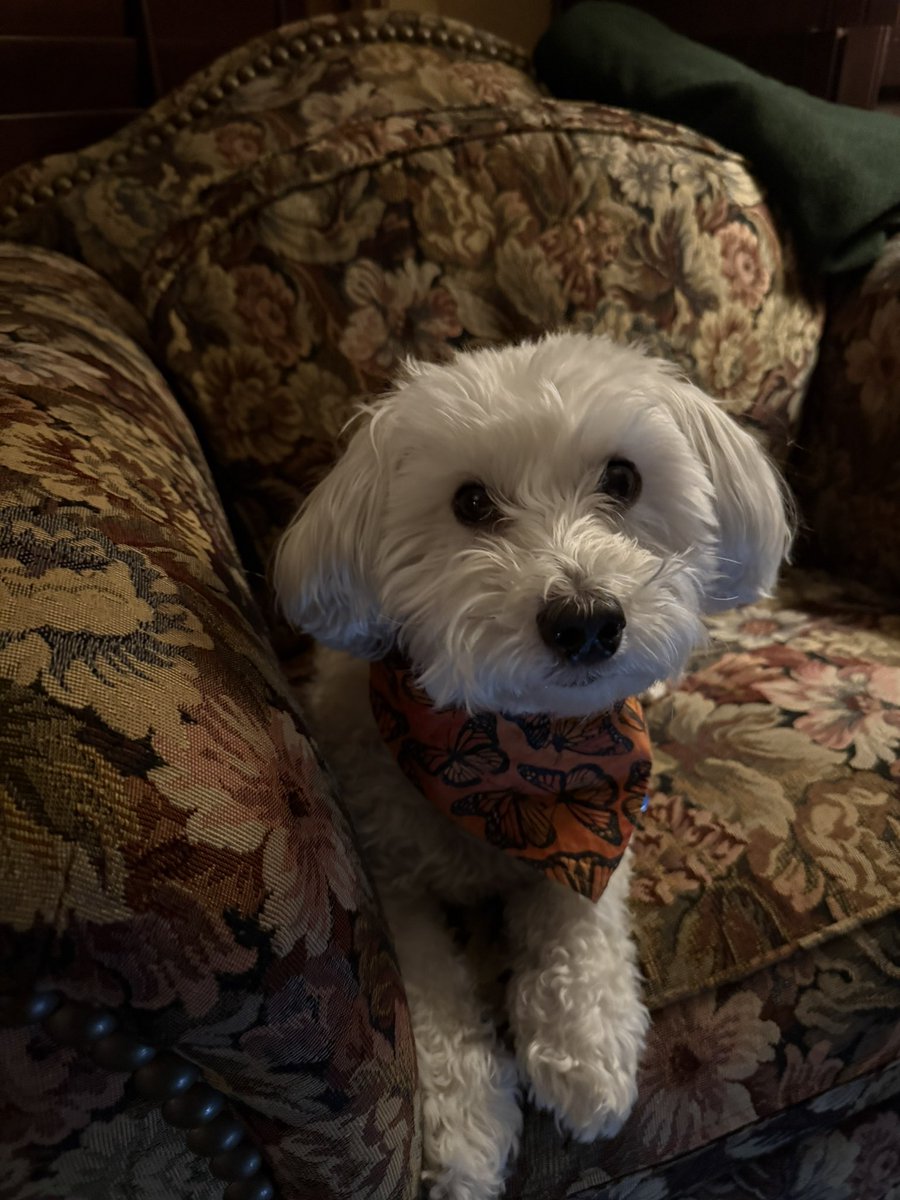 Sir Bailey tweet media