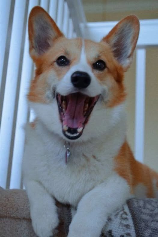 Corgi Lovers tweet media