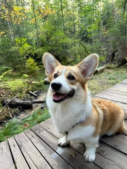 Corgi Lovers tweet media
