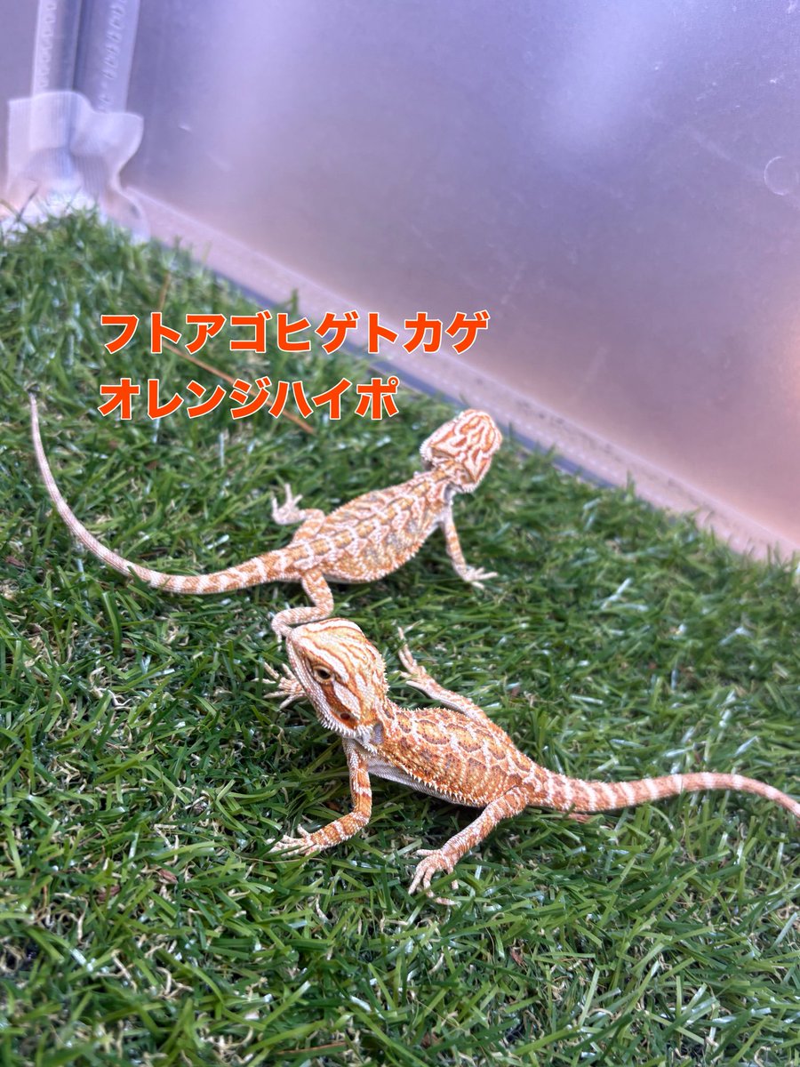 zoosquare's tweet photo. #フトアゴヒゲトカゲ 
オレンジハイポ 2匹
オレンジパステル 2匹
ベビー入荷です！
#ズースクエア藤枝店  #静岡  #爬虫類 https://t.co/K371WjJ3CI