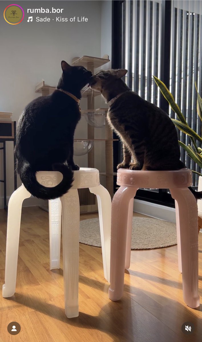 ฉันเพิ่งรู้เลยว่าของคนไทยเก้าอี้อันนี้เห็นผ่านทล บ่อยๆ เก่งจัง เหมาะกับร้านคาเฟ่