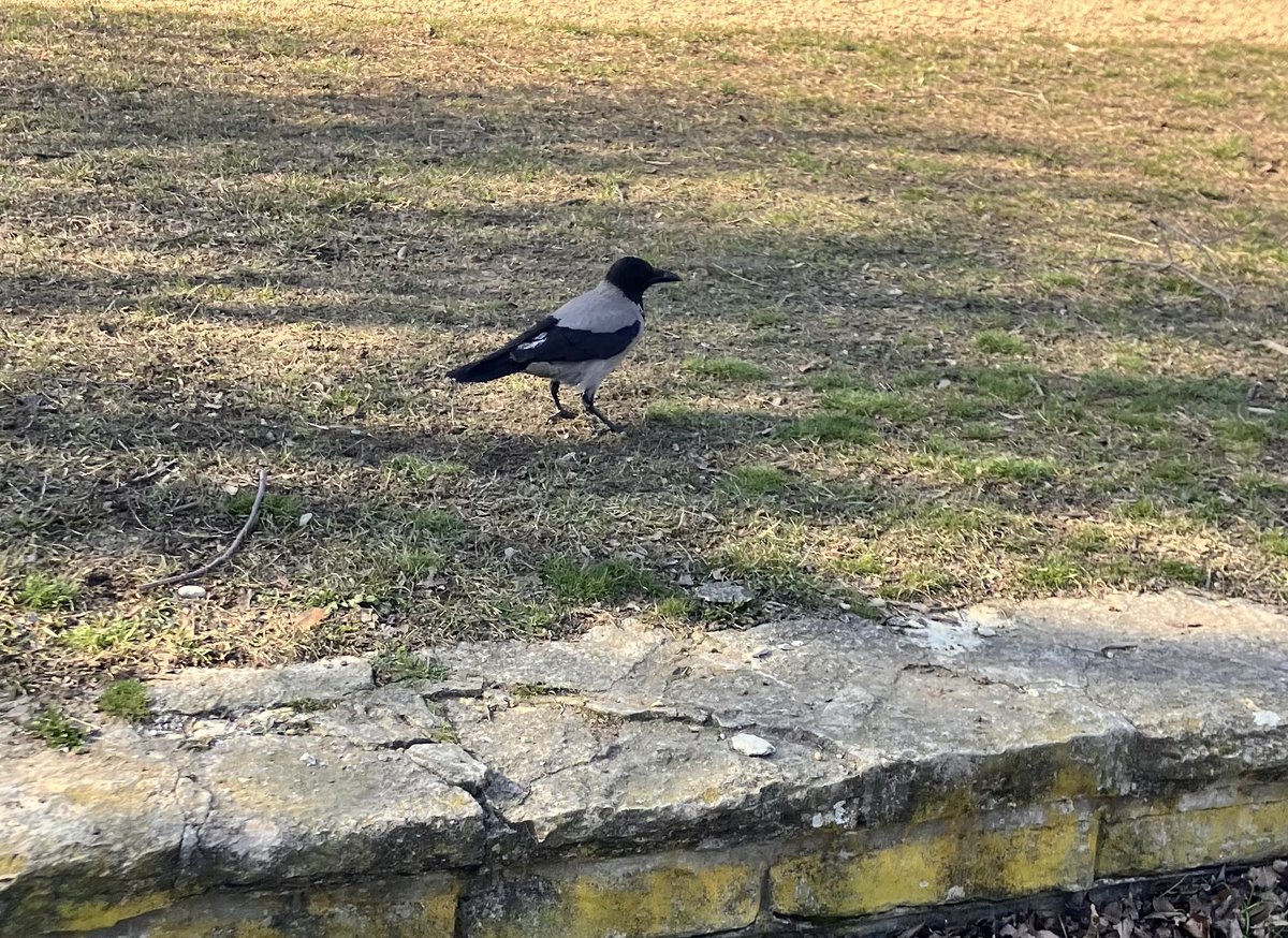 ko_mimizuku's tweet photo. ハンガリーの鳥
何故か旅行行くと野鳥とエンカウントしなくなる😞 https://t.co/H40rxFkjSG