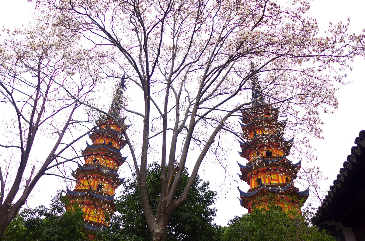 JiangsuYouth's tweet photo. On March 3rd, after days of gentle spring rain, the historic Shuangta Scenic Area in Suzhou blooms with magnificent magnolias. A perfect spot for spring photos! ๐ธ๐ธ #SpringInSuzhou #MagnoliaMagic #ColorfulJiangsu https://t.co/RLgJNJ3dKa