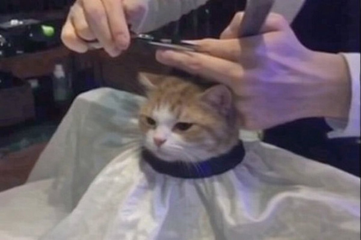 NoCatsNoLife_m's tweet photo. https://t.co/URkr6iBXtP