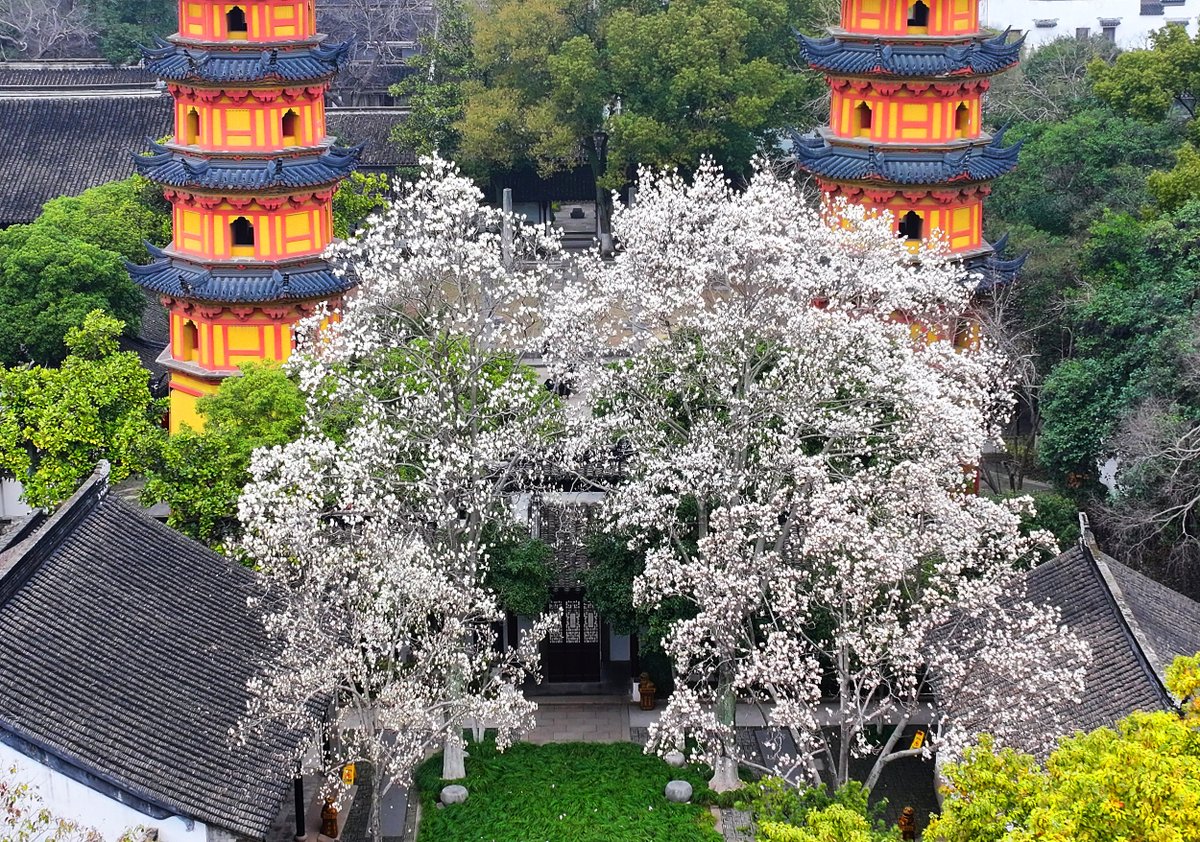 JiangsuYouth's tweet photo. On March 3rd, after days of gentle spring rain, the historic Shuangta Scenic Area in Suzhou blooms with magnificent magnolias. A perfect spot for spring photos! ๐ธ๐ธ #SpringInSuzhou #MagnoliaMagic #ColorfulJiangsu https://t.co/RLgJNJ3dKa