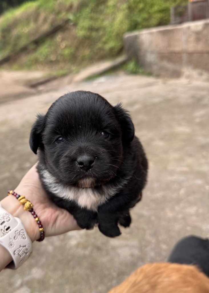 💖 (@twaniimals) on Twitter photo 