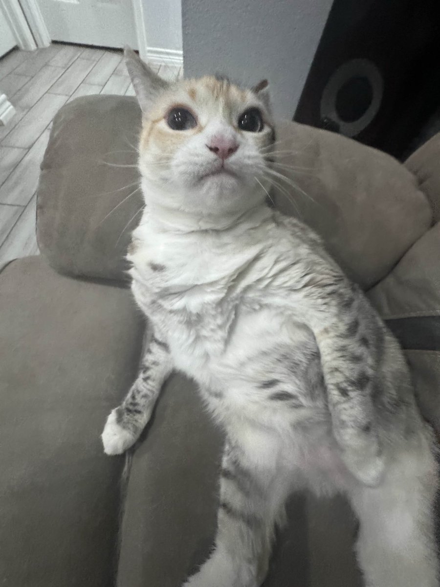 KCP Slothy tweet media