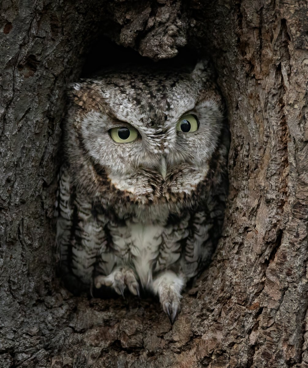 A Grey Morph Screech Owl late in the day when he was opening his eyes. 3 licks to get to the center of the Tootsie Pop. #owls #birds #birdphotography
