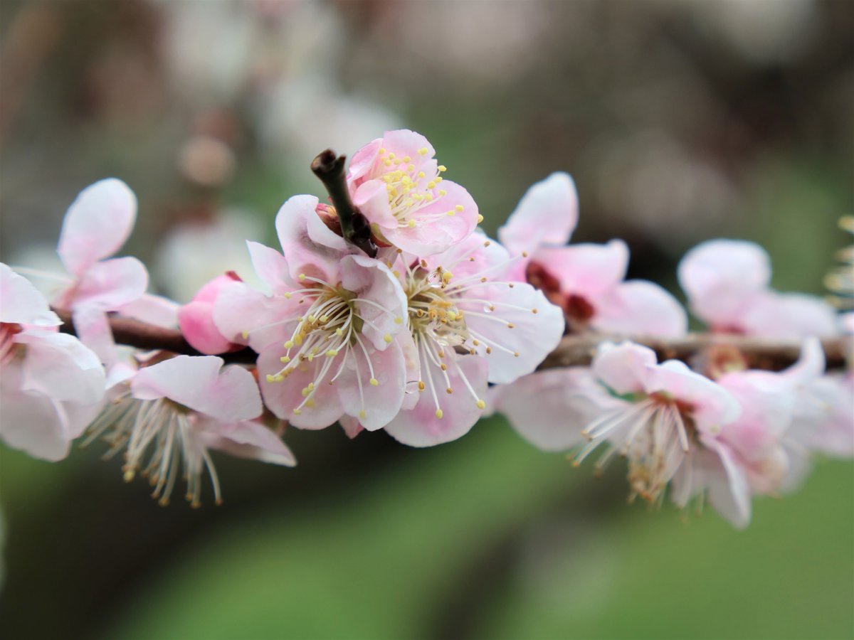 偕楽園本園や、拡張部の梅林では梅の花が見頃です🌸 巻立山（まきたち