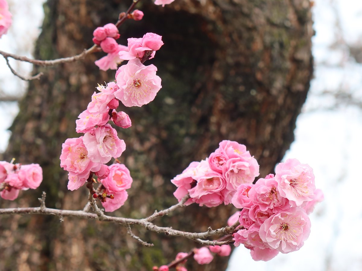 偕楽園本園や、拡張部の梅林では梅の花が見頃です🌸 巻立山（まきたち