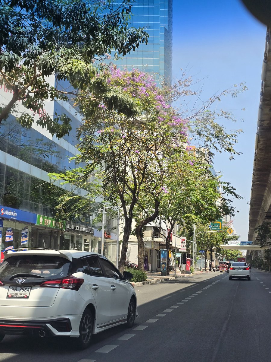 เพิ่งสังเกตว่า โซนถนนพหลโยธินช่วง สนามเป้า - สะพานควาย เป็นย่านที่ต้นไม้ โต ไม่พิการ ไม่ตัดแหว่ง เหลือแต่ตอ และมีต้นไม้แบบ ชมพูพันธุ์ทิพย์ เสลา ตะแบก อะไรเยอะมาก แต่น้องไม่ฟลูบูม ถ้าดูแลดีๆ ดอกไม้บานเยอะๆ ย่านนี้จะสวยมากเลยอะ โครตฟิว เกาหลี