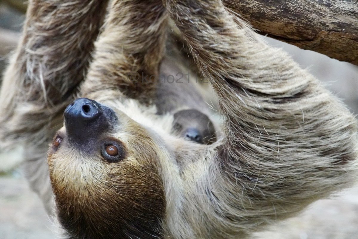 ナマケモノ研究所(The sloth research center)🦥 (@sametyphoon