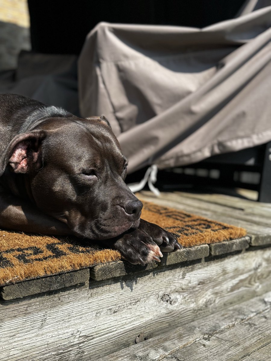 Madi1771's tweet photo. Need a dog for your UGC content? Xena is fantastic around the camera.
Connect with me here⬇️
📧madisonmahnke2000@gmail.com
🔗 https://t.co/WLIKR3cpix
#ugc #ugcdog #UGCcreator https://t.co/d9MUBoYJCZ