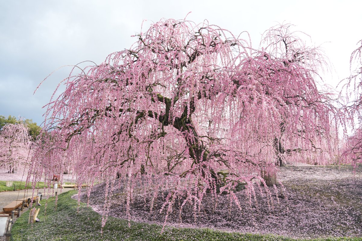 本日の様子です。 花びらが落ち、ピンク色の絨毯ができてきました