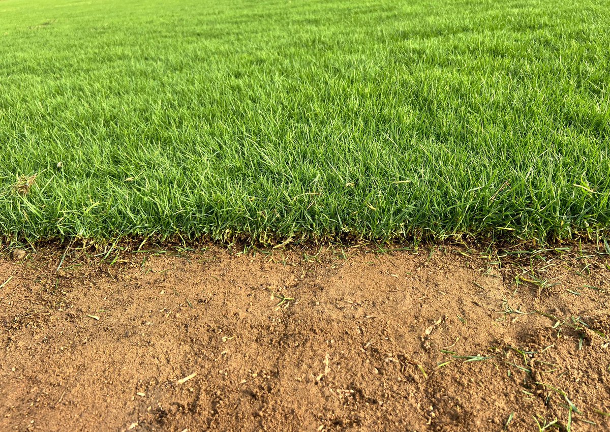 شتلات بريّة tweet media