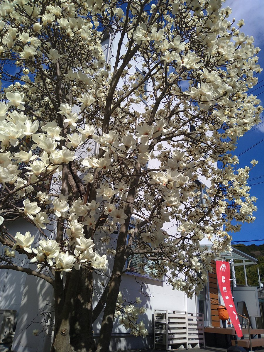 Shizuoka_Relive's tweet photo. 本日のハクモクレン。
リライブシャツと共に、咲き乱れよ🌸 https://t.co/kCMNfYIxWp