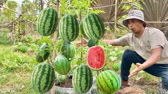 DarKoshal's tweet image. Parimpora Fruit Mandi buzzing with activity as Ramadan drives manifold increase in fruit trade 🍎🍉 A season of faith turning into a season of prosperity for traders and workers alike.

#Parimpora #KashmirTrade #LocalEconomy