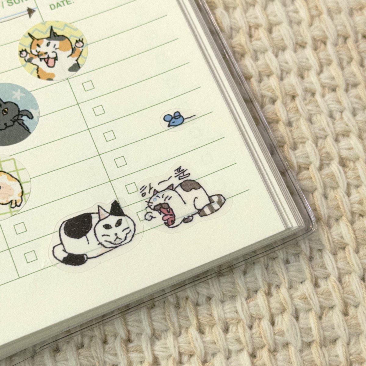 고사리 tweet media