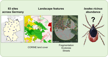 bloodSparasites's tweet image. #ticks in the landscape: Fragmentation impacts density of Europe’s principal #TickBorneDisease (#TBD) vector, #Ixodes ricinus, across Germany dlvr.it/TRH9qQ Ticks&amp;amp;TBD