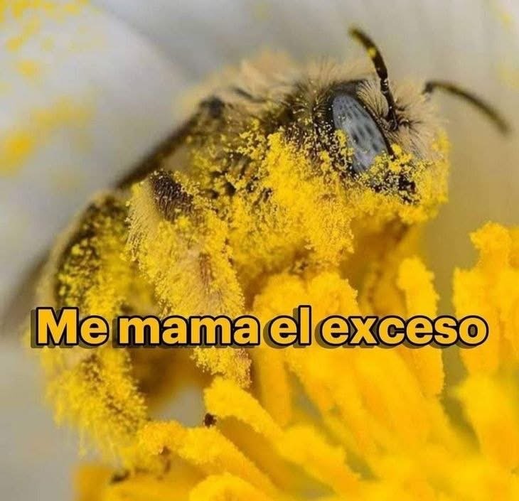 Maradona si hubiera sido una Abeja.