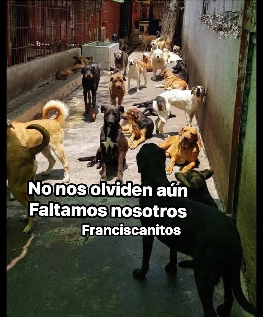 <a href="/AnitaLomeli/">Ana Maria Lomeli</a> <a href="/Donaja310/">Lilia M.</a> <a href="/ClaraBrugadaM/">Clara Brugada Molina</a> Y cuando dejaran de matar a los franciscanitos y los devolverán a su hogar <a href="/marianoosorio1/">MARIANO OSORIO</a> <a href="/latinus_us/">Latinus</a> <a href="/alberguepergatu/">Albergue Pergatuzoo</a> <a href="/gllgina1/">Gina..🌷</a> <a href="/iztalccihuatl/">Mary Sandoval 6476❤**</a> <a href="/pasotti/">Pasotti</a> <a href="/LicAnimalista/">Abogado Animalista</a> <a href="/AbigailTor15802/">Abigail Torres</a> <a href="/MrElDiablo8/">JORGE BECERRIL JB/8</a> Cuanto dinero recibieron para aferrarse a dejarlos morir antes de entregarlos