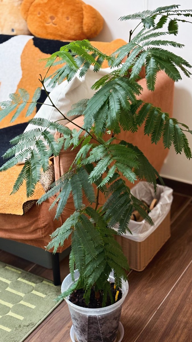 喵倫MeowRon tweet media