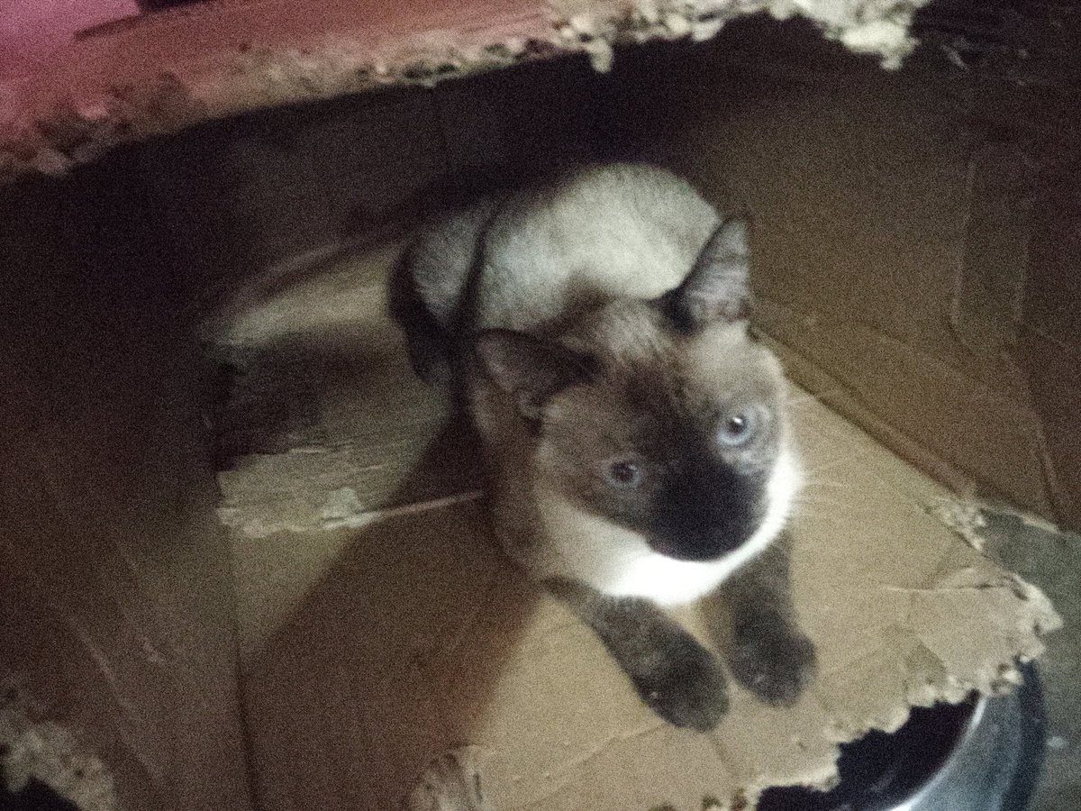 serg90359's tweet photo. Mi gatita, está linda 
#cat #meow #siames https://t.co/dZMebJ8F7L