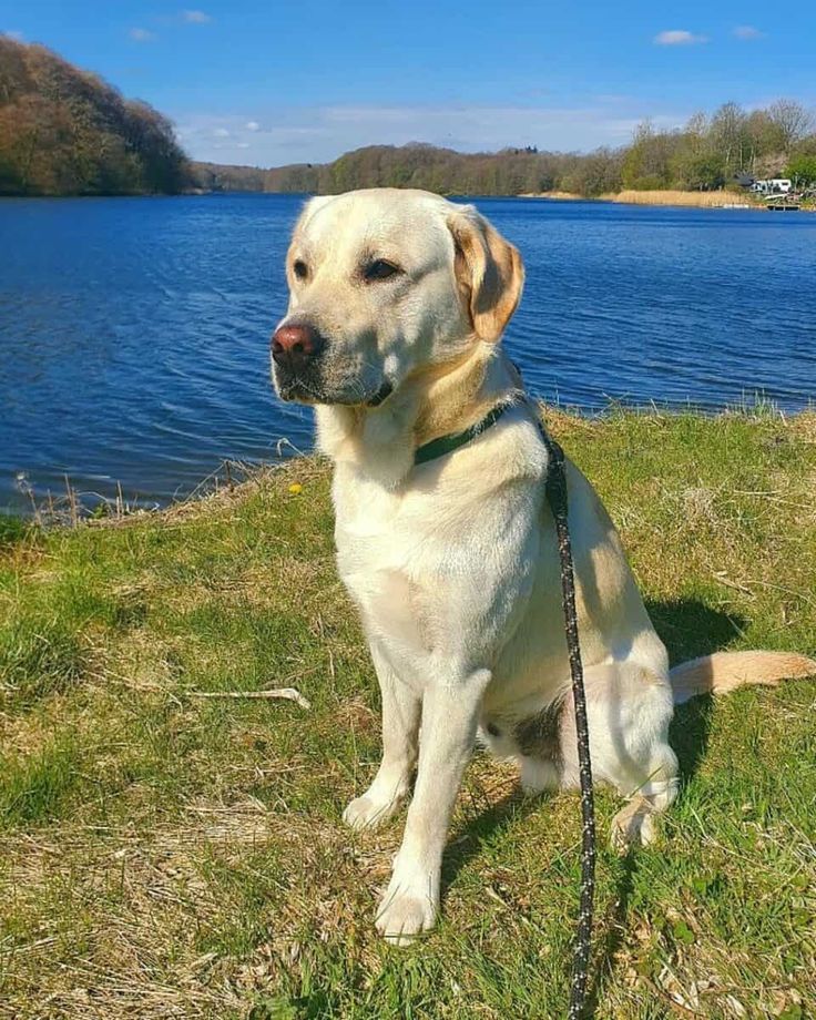Dwn_Pry19's tweet photo. La más tranquila de todos, tkm canelita 🐾🧡 https://t.co/AaDYlCJDM6