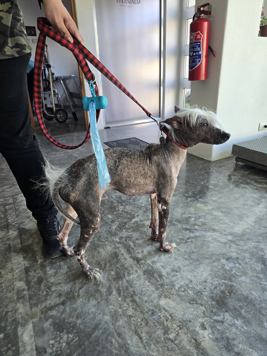 CarlaMorfo's tweet photo. Aqui nadie me pela y puedo expresar lo perro dificil que esta siendo este año, hoy tuvimos cita con el oncologo de Kabáh, ya empezaron mas síntomas y nos sentimos pésimo verla asi, los animalitos deberían ser eternos. A mi niña le ha tocado dificil xq ella? https://t.co/6IHMBWobyV