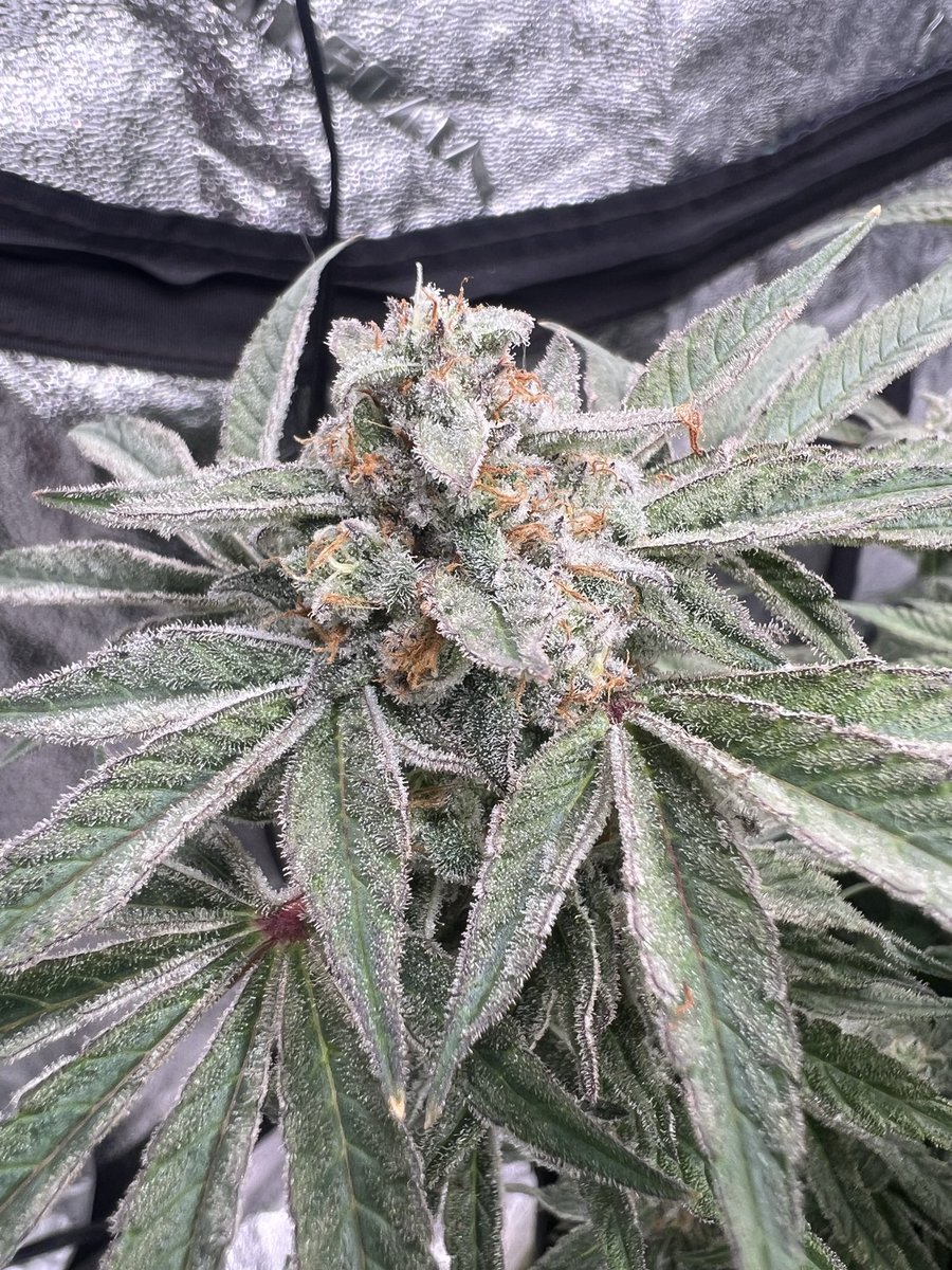 Yea Yup (@runitup_rell) on Twitter photo 