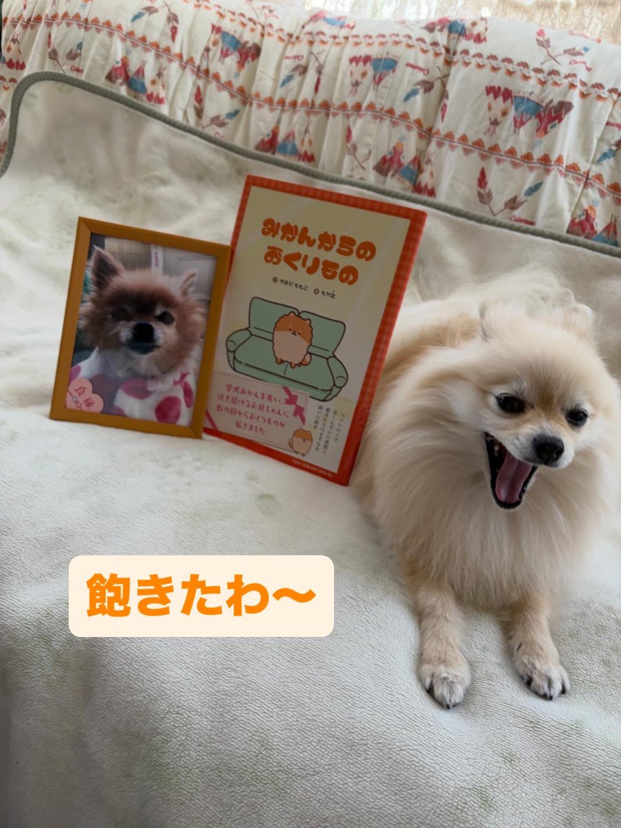 Mwanko0428's tweet photo. 紀伊國屋書店様に絵本を置いて頂いております🙇🏻‍♀️
お近くに無い場合は、書店やネットにて出版社・書名・著者名を教えて頂ければお取り寄せも可能です🙇🏻‍♀️
宜しくお願い致します🙇🏻‍♀️🙇🏻‍♀️😆
#ポメラニアン
#笑いと癒しを
#みかんからのおくりもの
#文芸社
#紀伊國屋書店 https://t.co/I6MM1SQG6i
