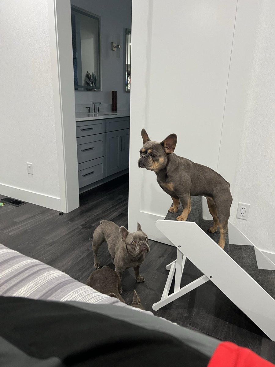 PaulKeneally's tweet photo. @WholesomeMeme So I’m not the only one with an idiot puppy?? https://t.co/PrXmUPIDjV