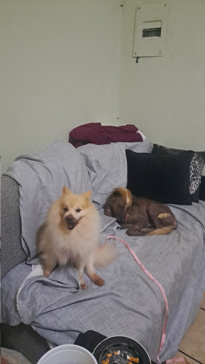 Elizabetha_PLH's tweet photo. Ozzy y Vlad https://t.co/FEbXwr4RdD